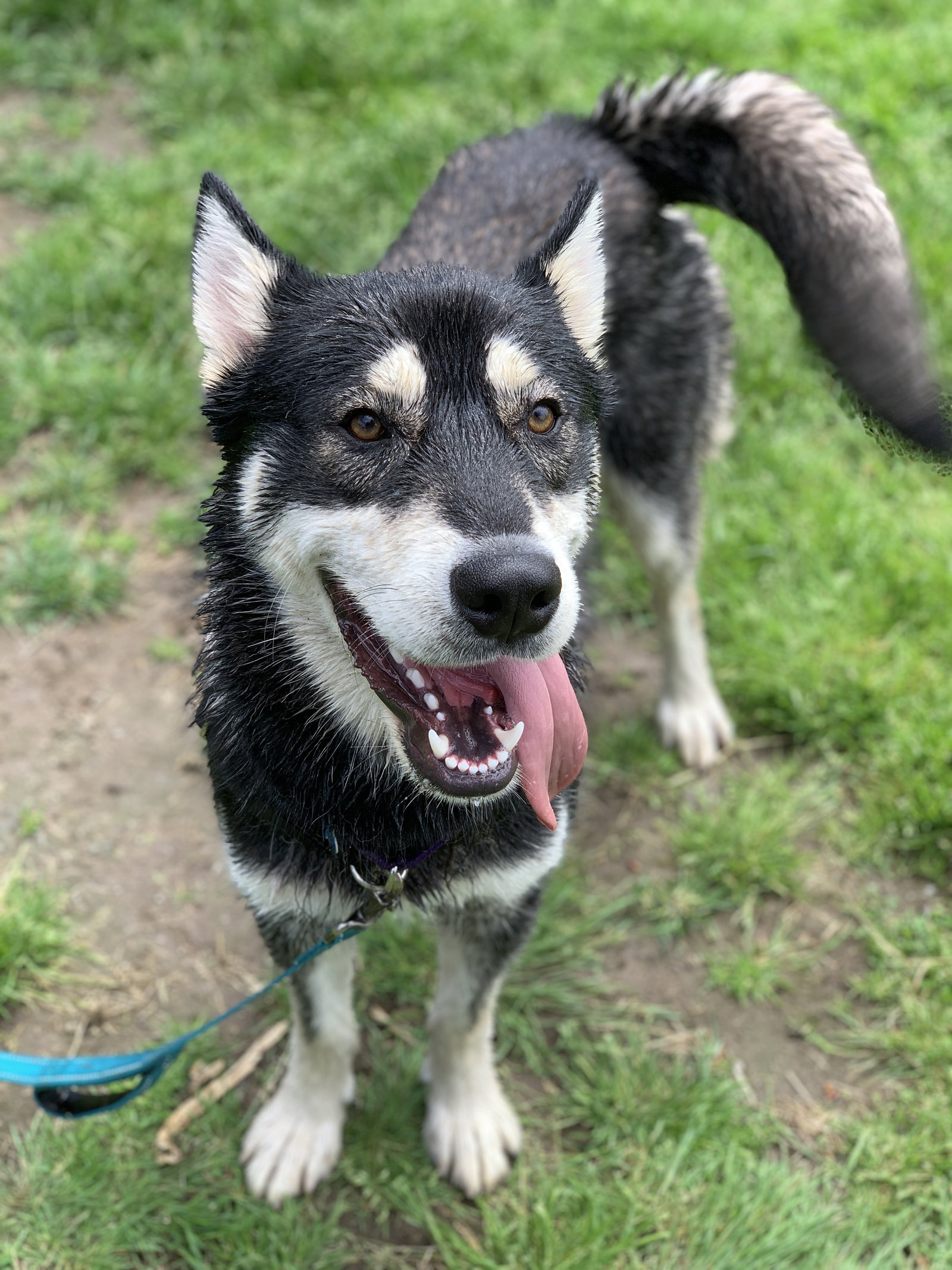 dog-image