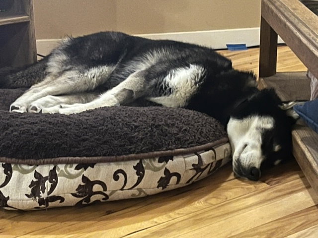 dog-image