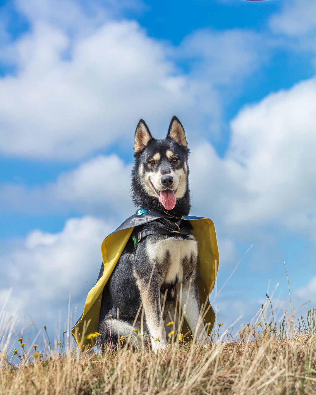 dog-image