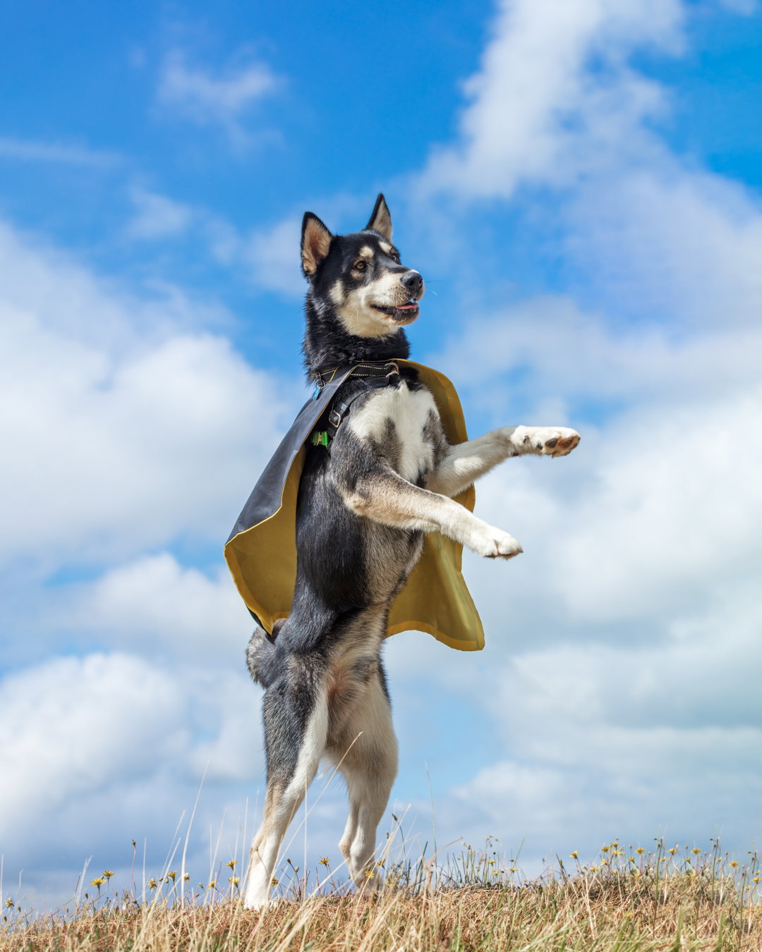 dog-image