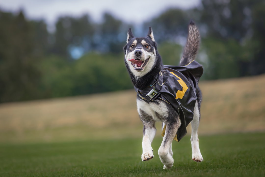 dog-image
