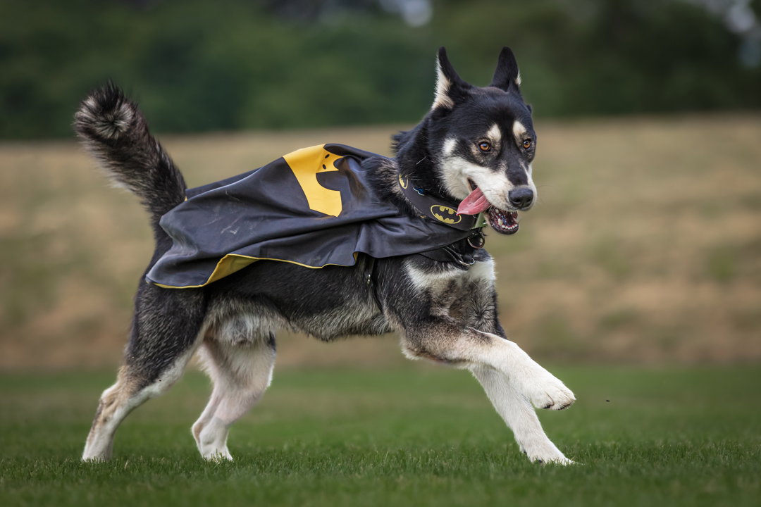 dog-image