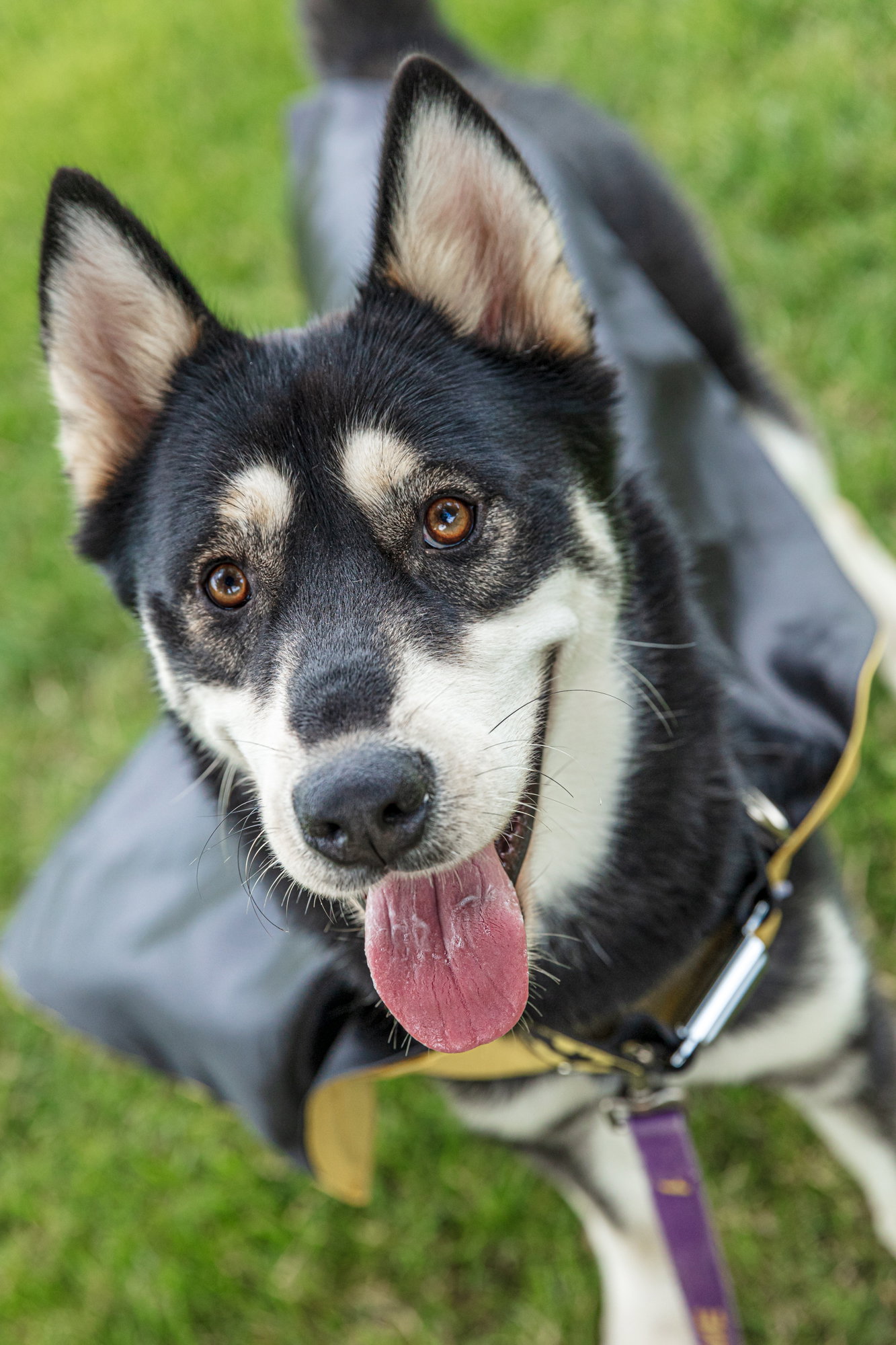 dog-image