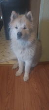 JUNIOR
