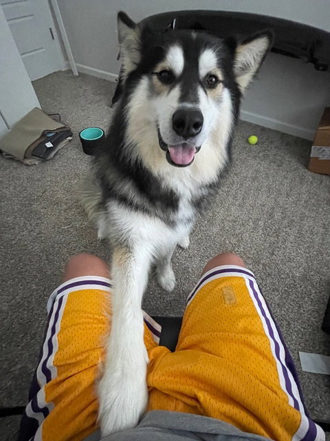 dog-image