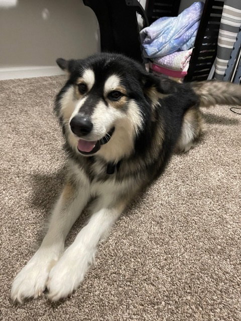 dog-image