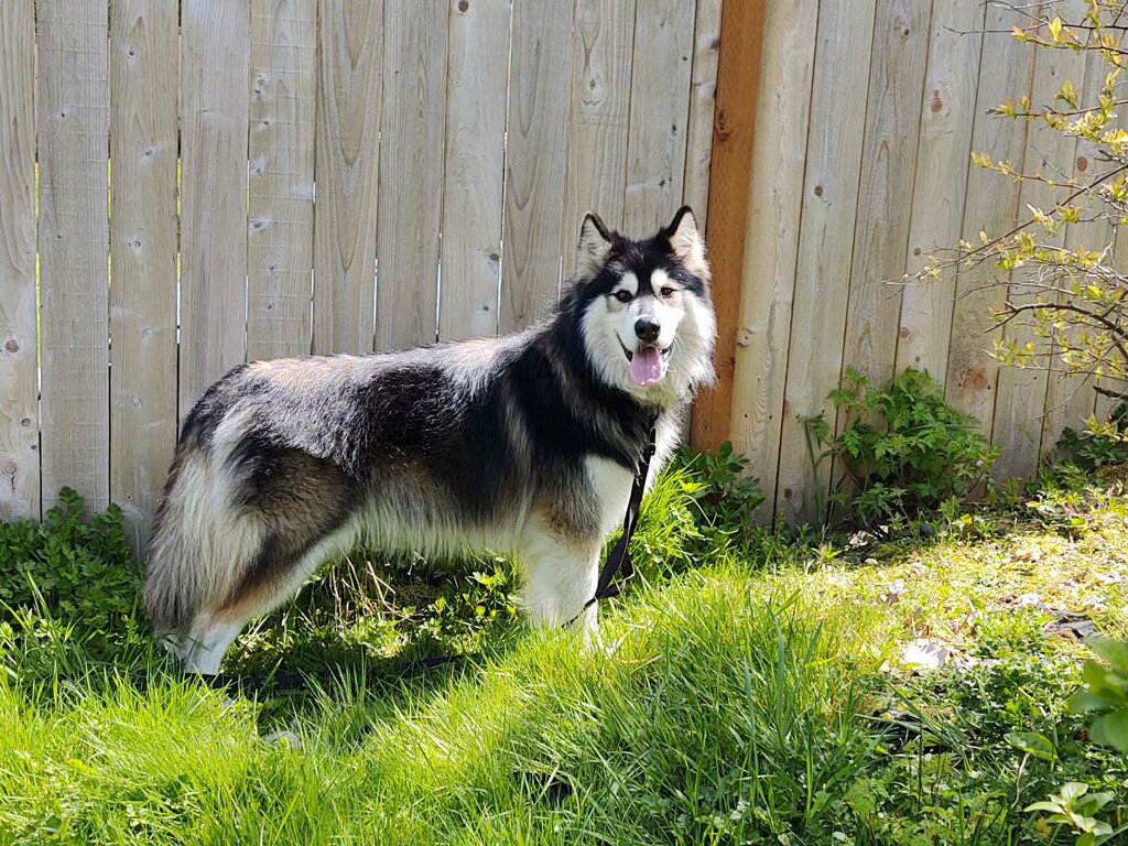dog-image