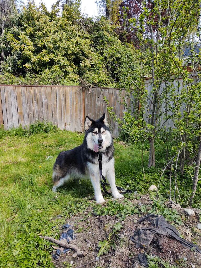 dog-image
