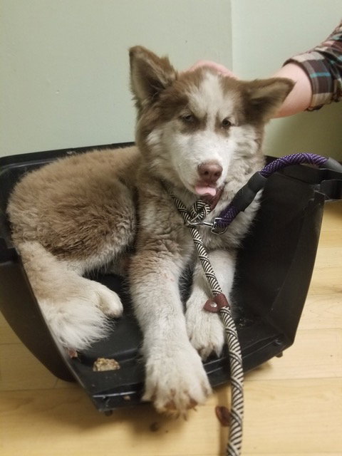 dog-image