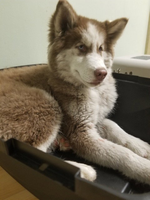 dog-image