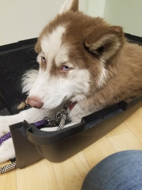 dog-image