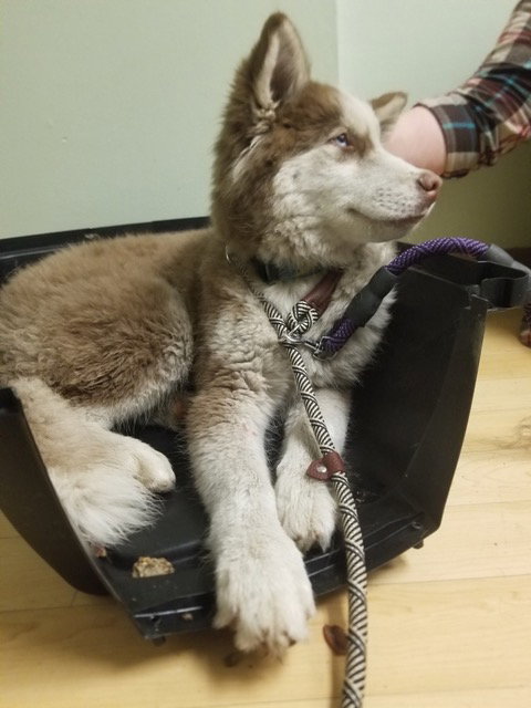dog-image