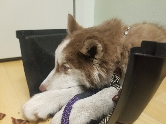 dog-image