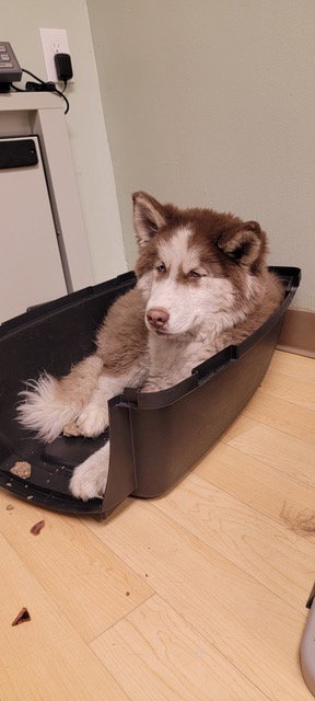 dog-image