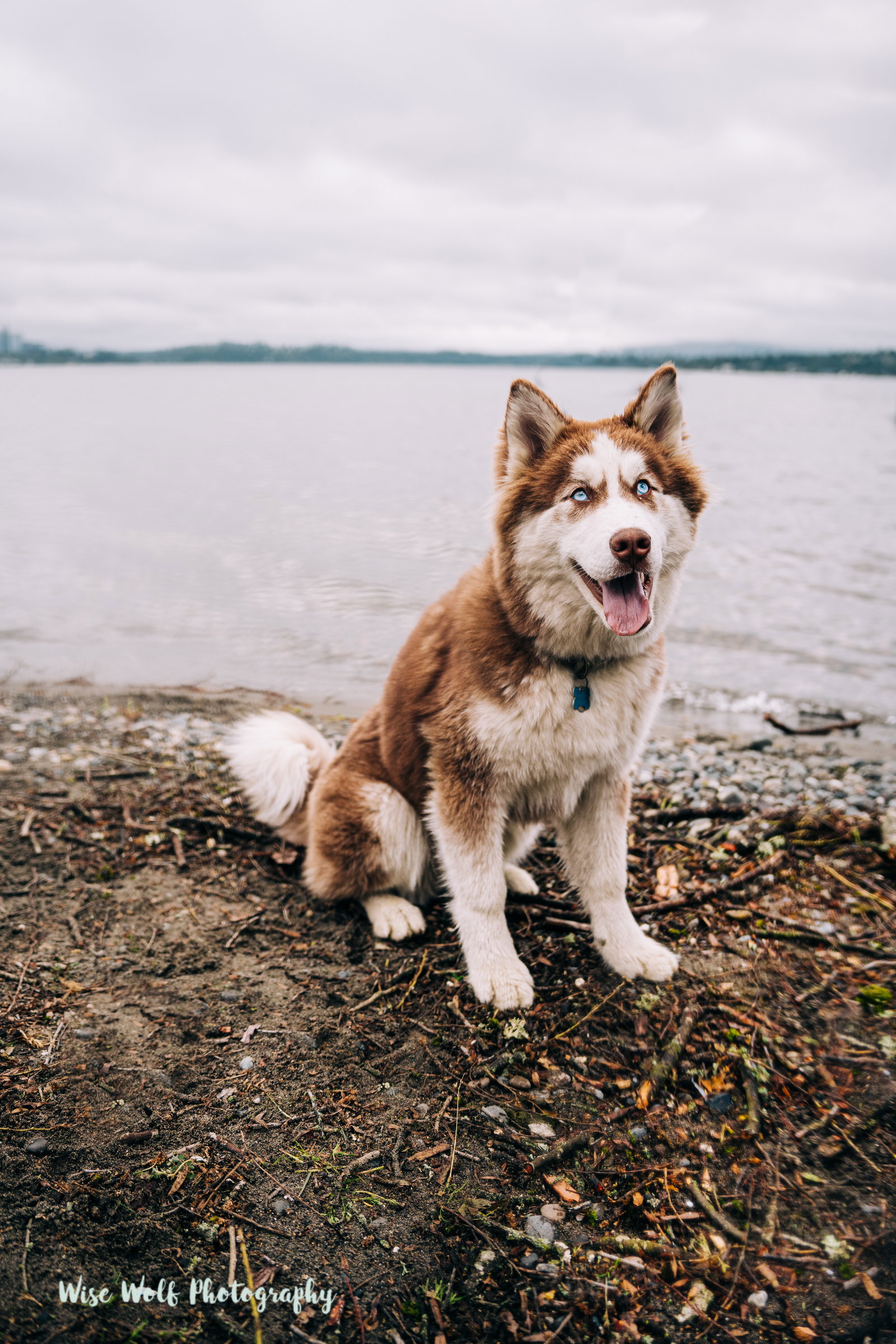dog-image