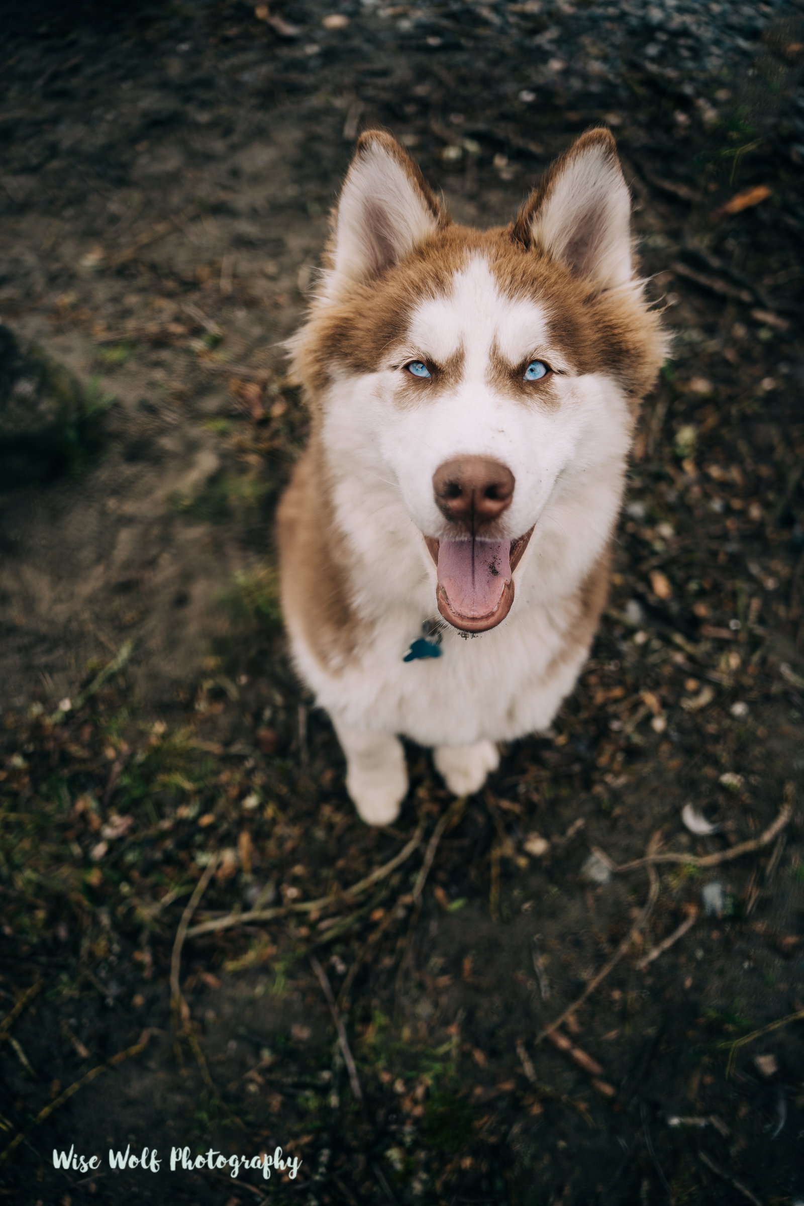 dog-image