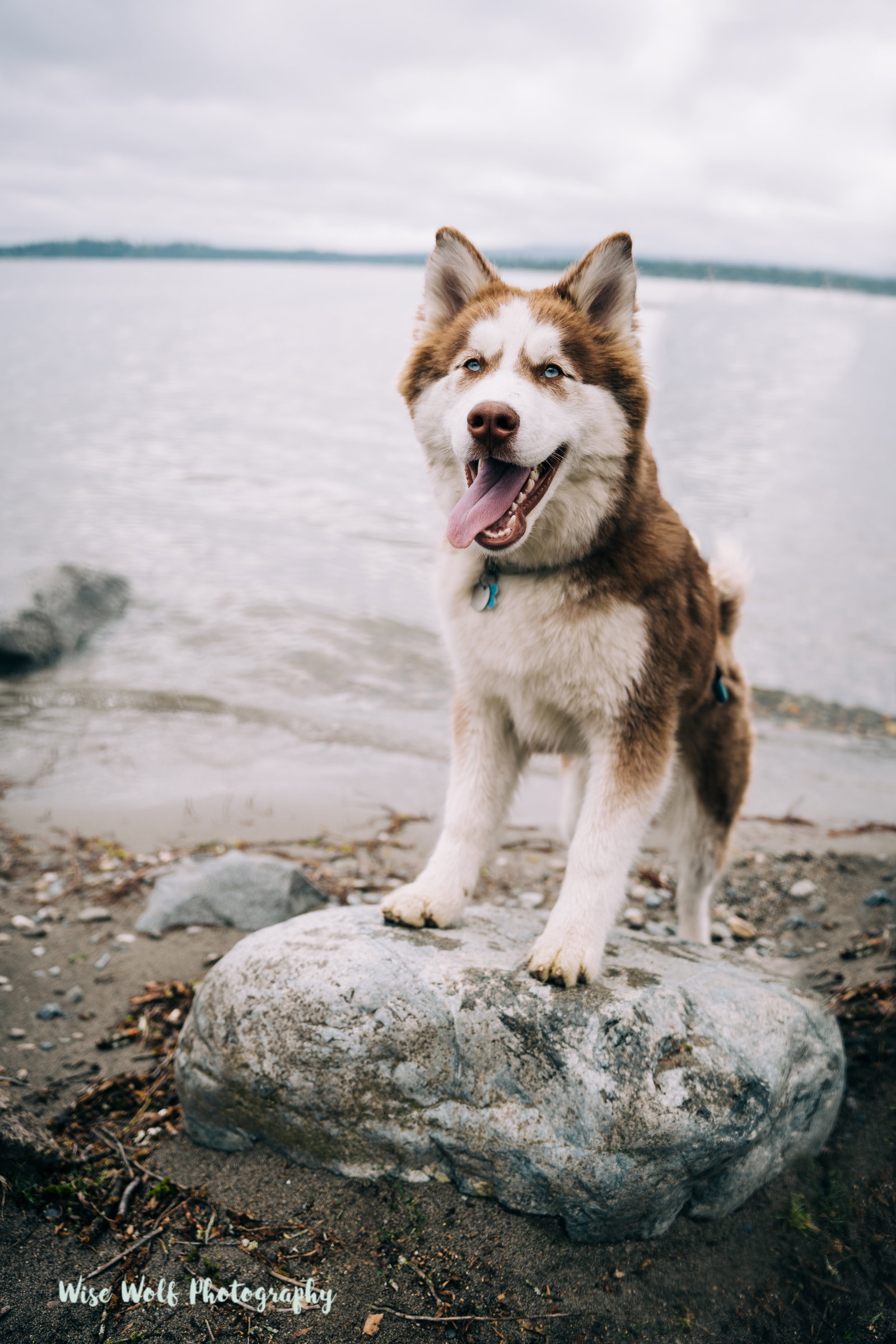 dog-image