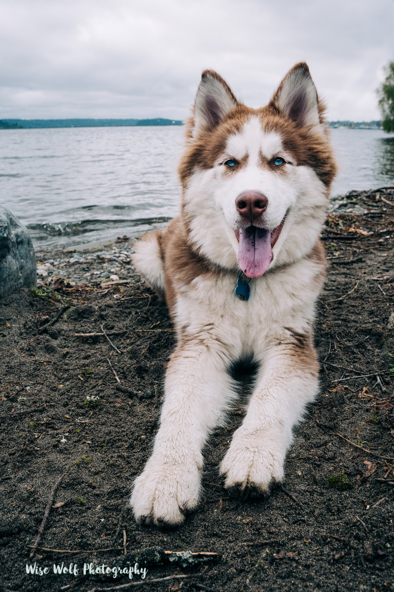 dog-image