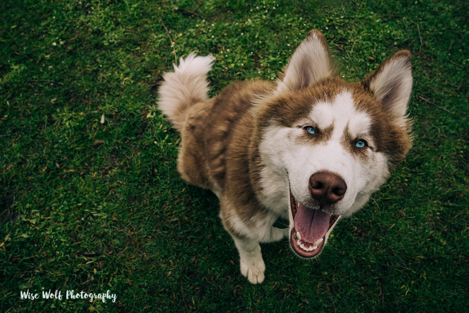 dog-image