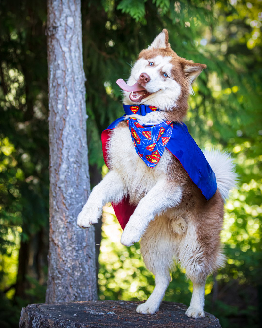 dog-image