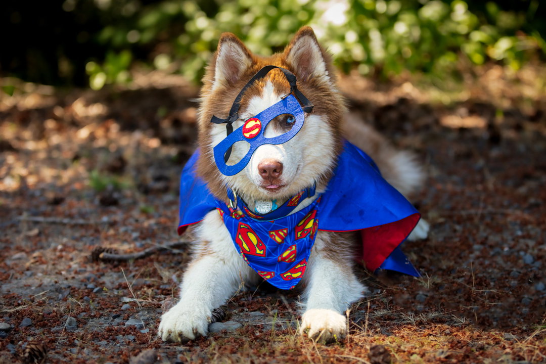 dog-image