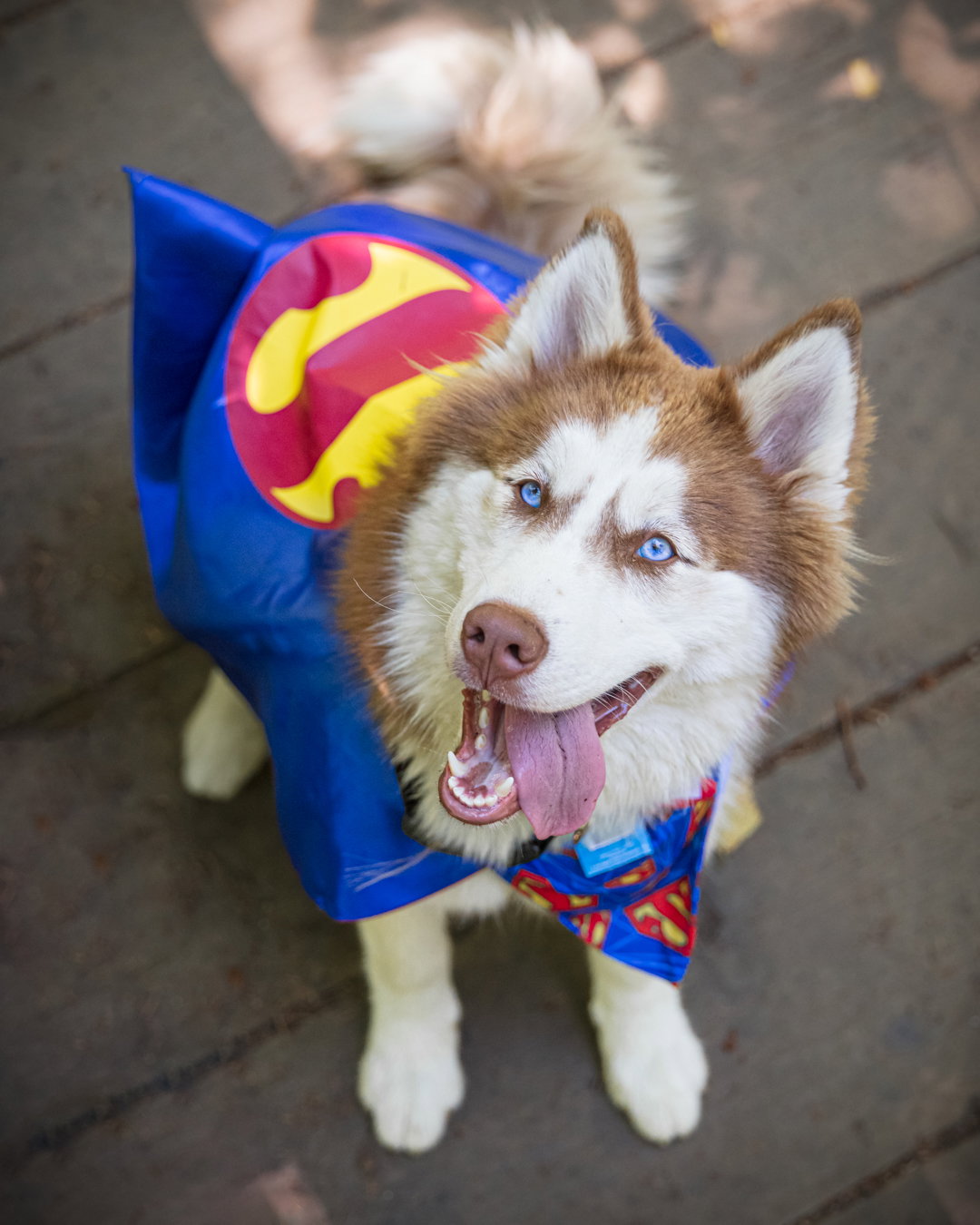 dog-image