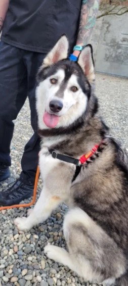 dog-image
