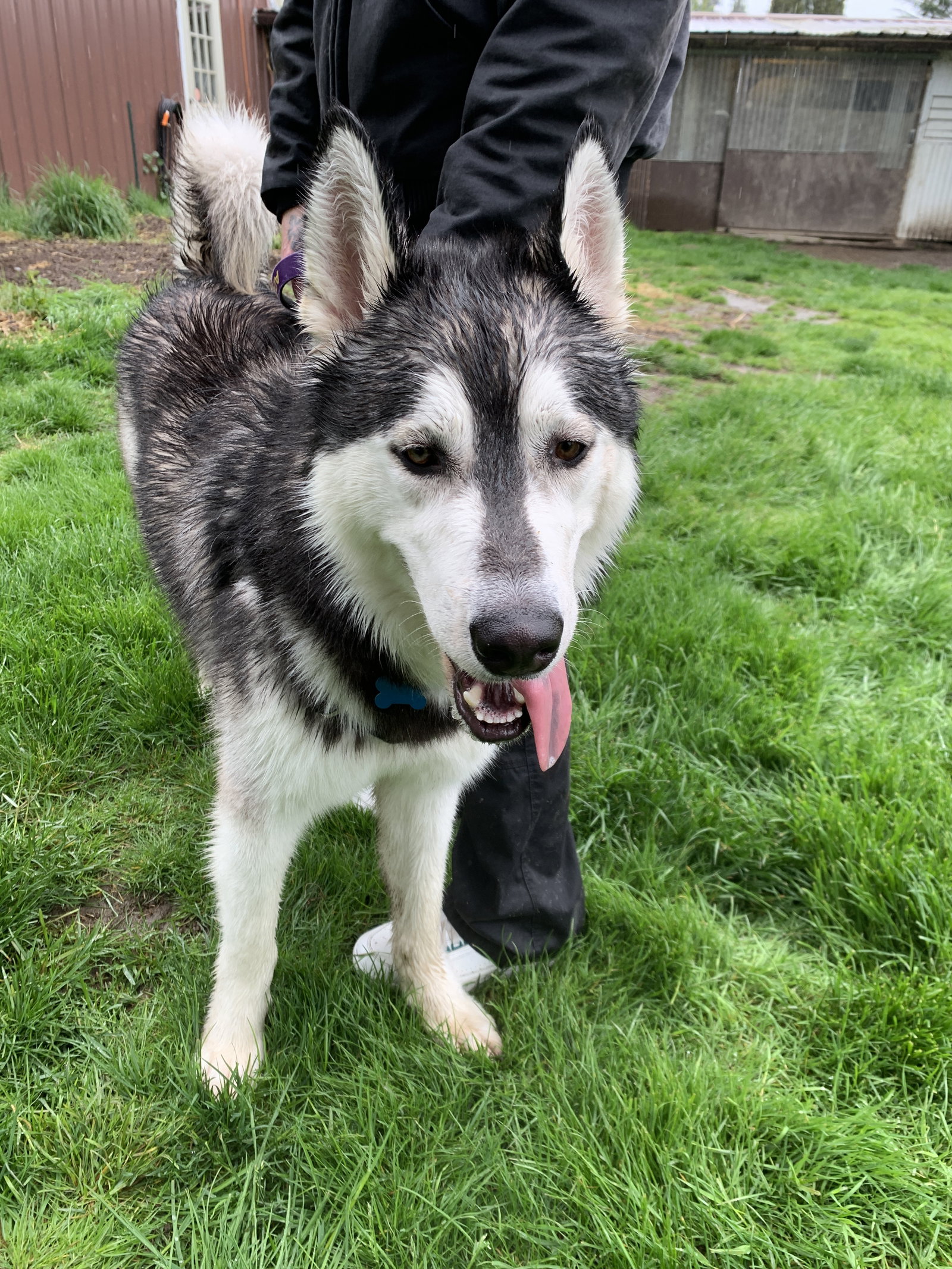 dog-image
