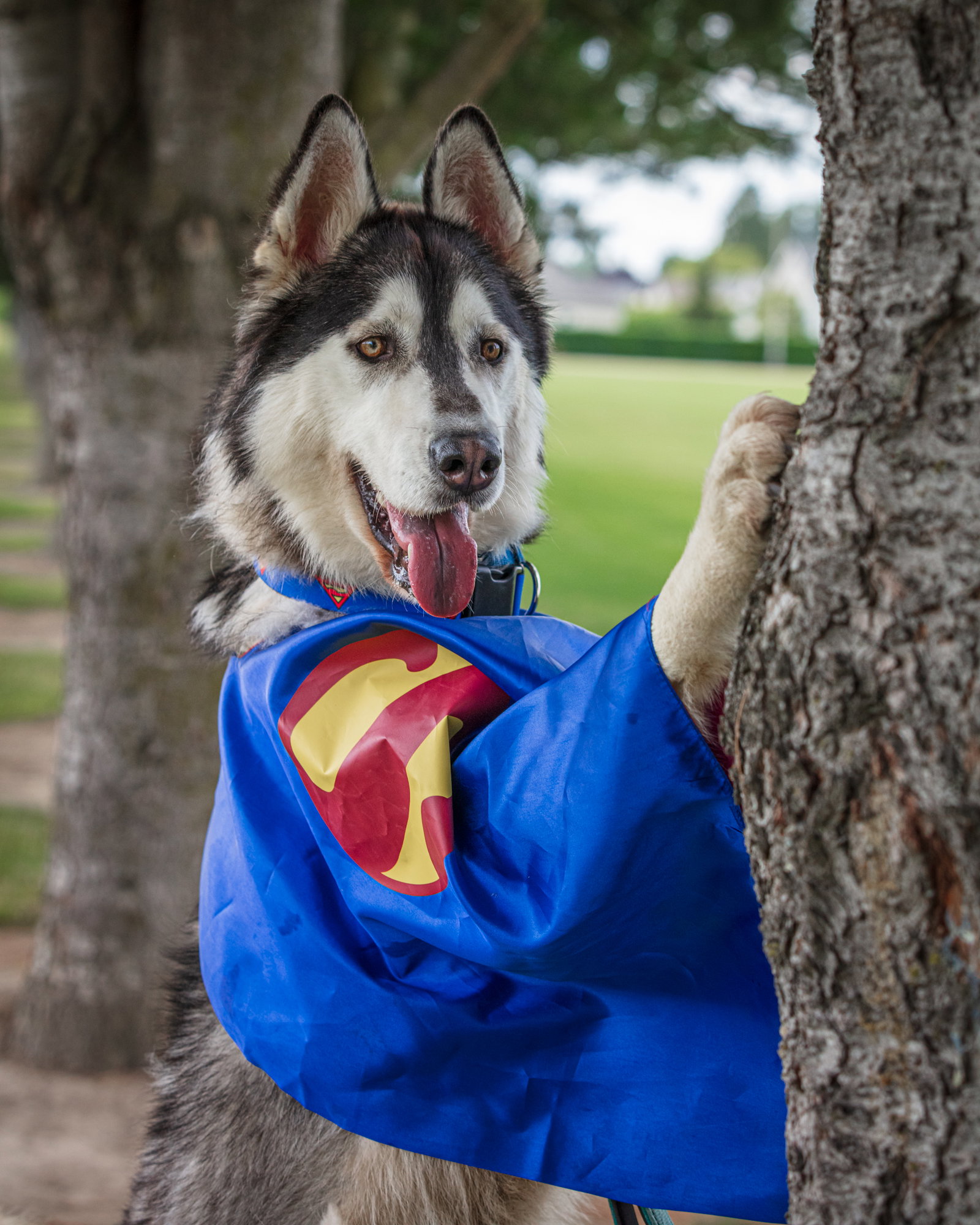 dog-image