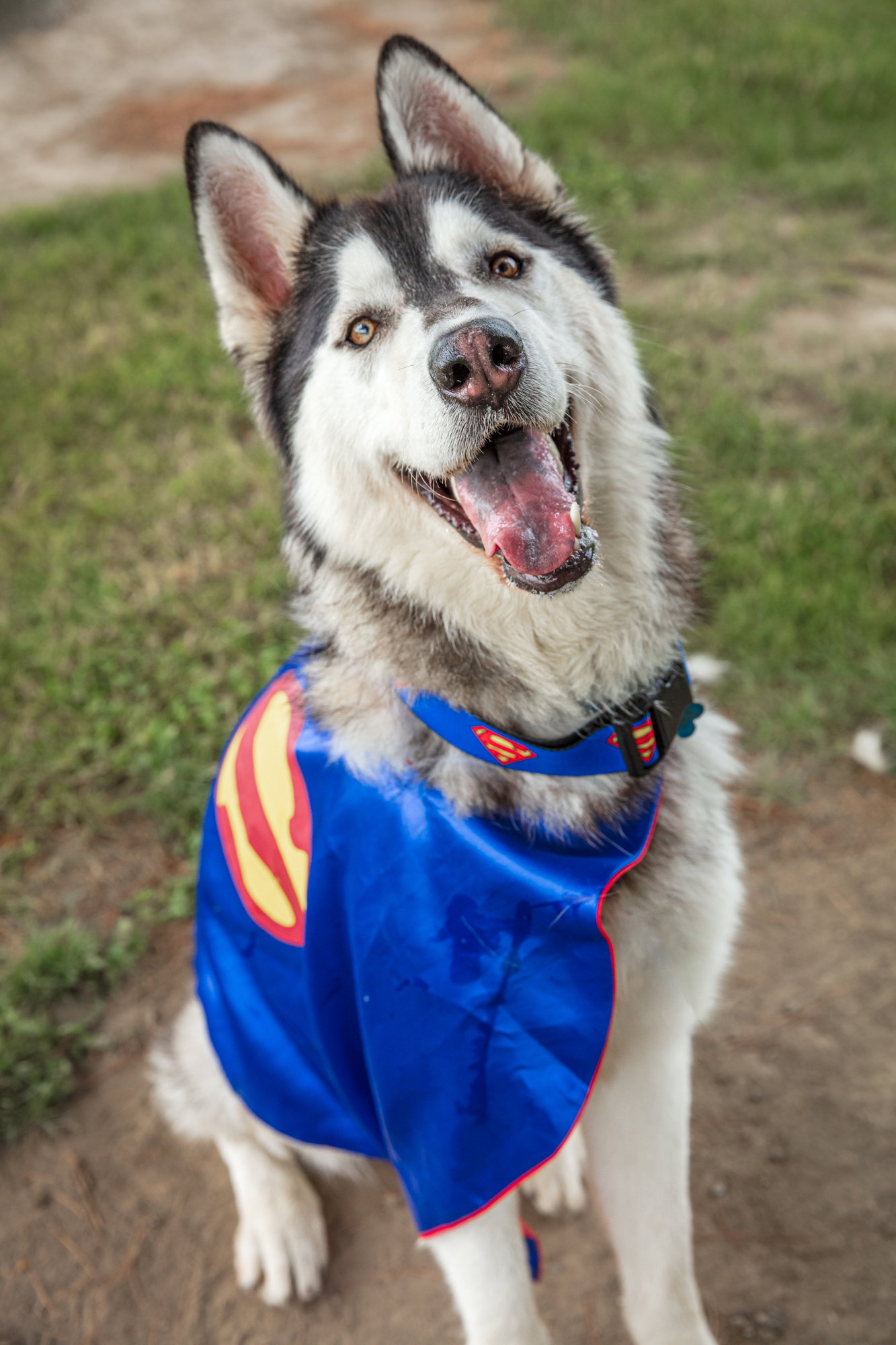 dog-image