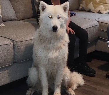 dog-image