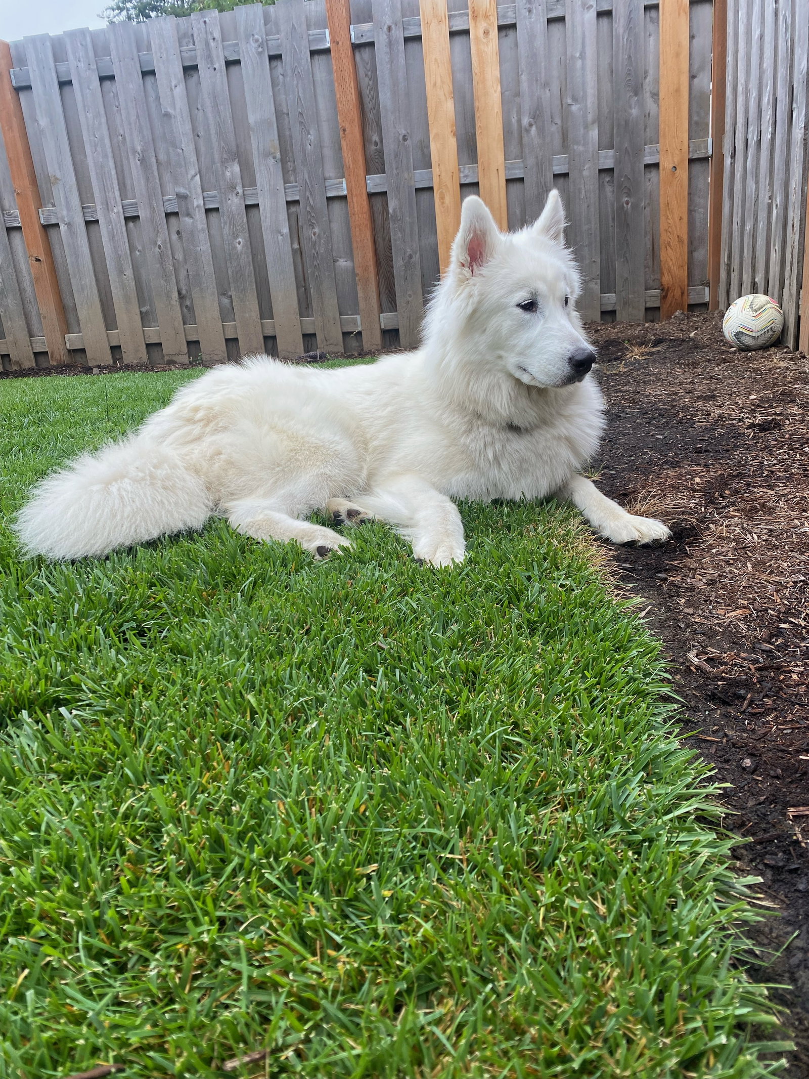 dog-image