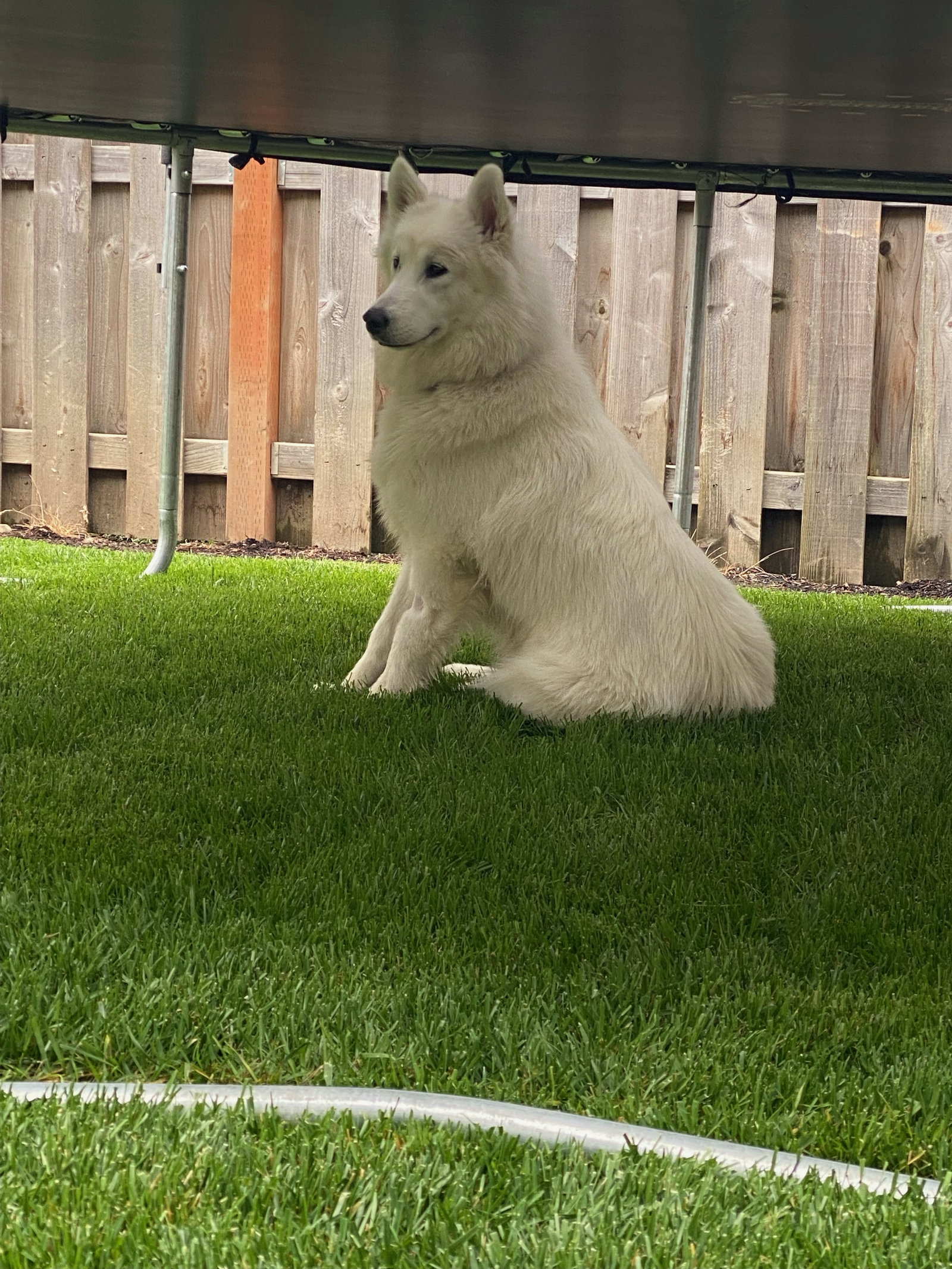 dog-image