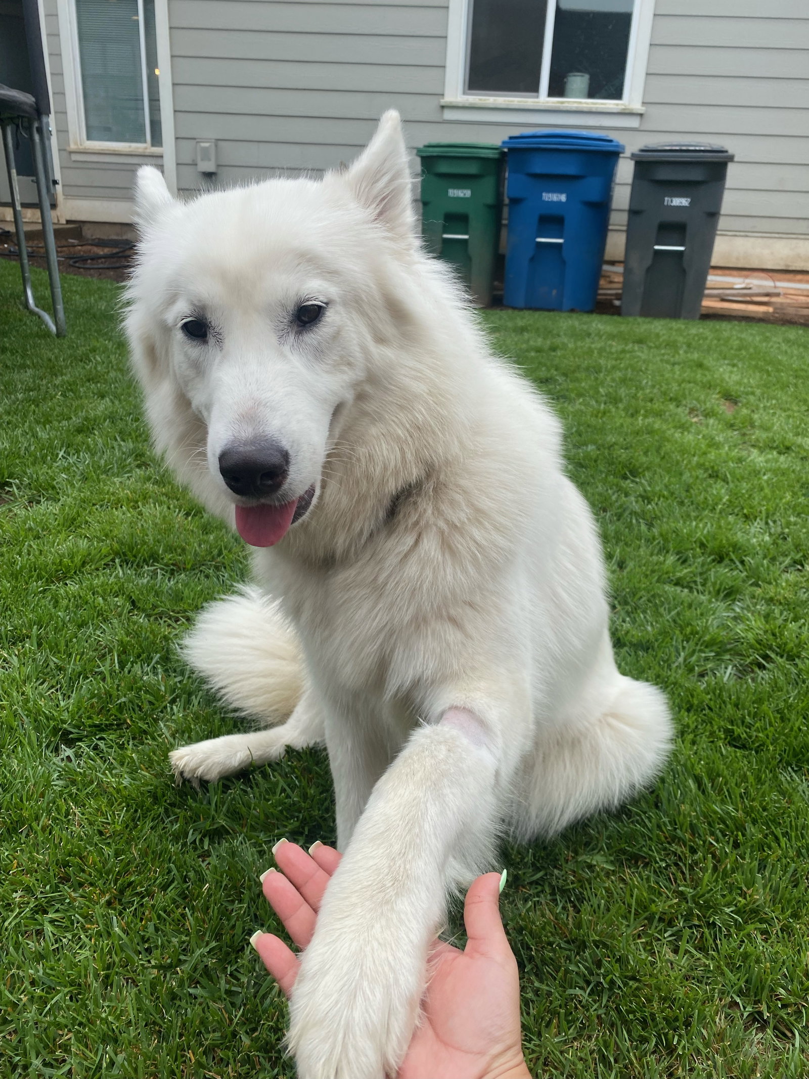 dog-image
