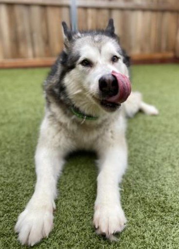 dog-image