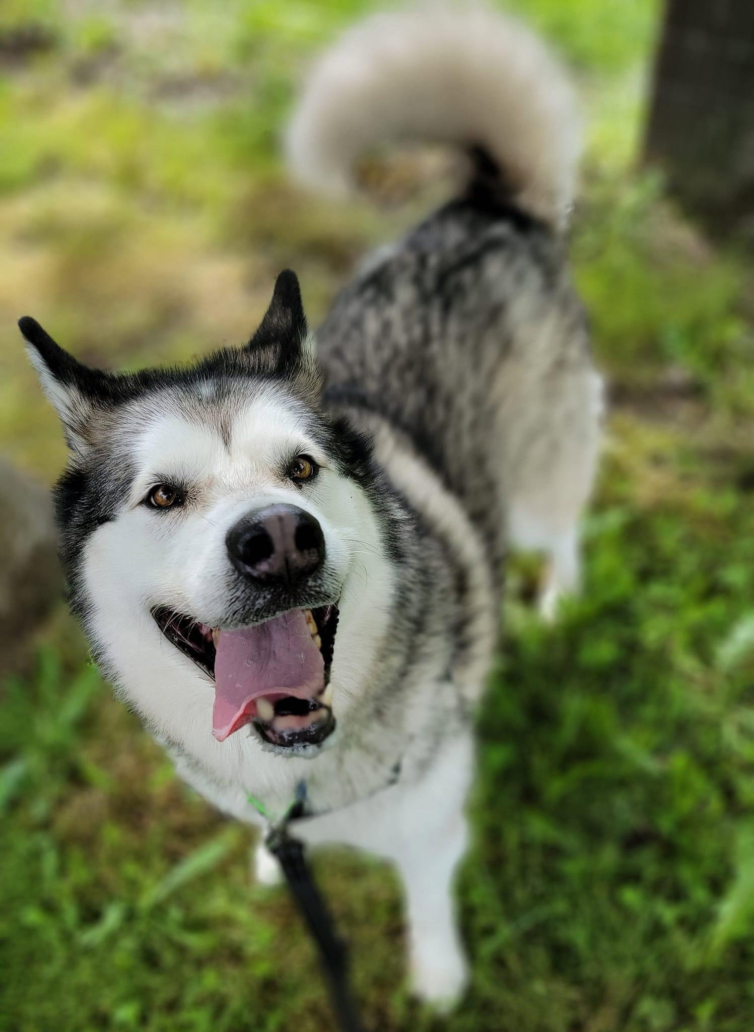 dog-image