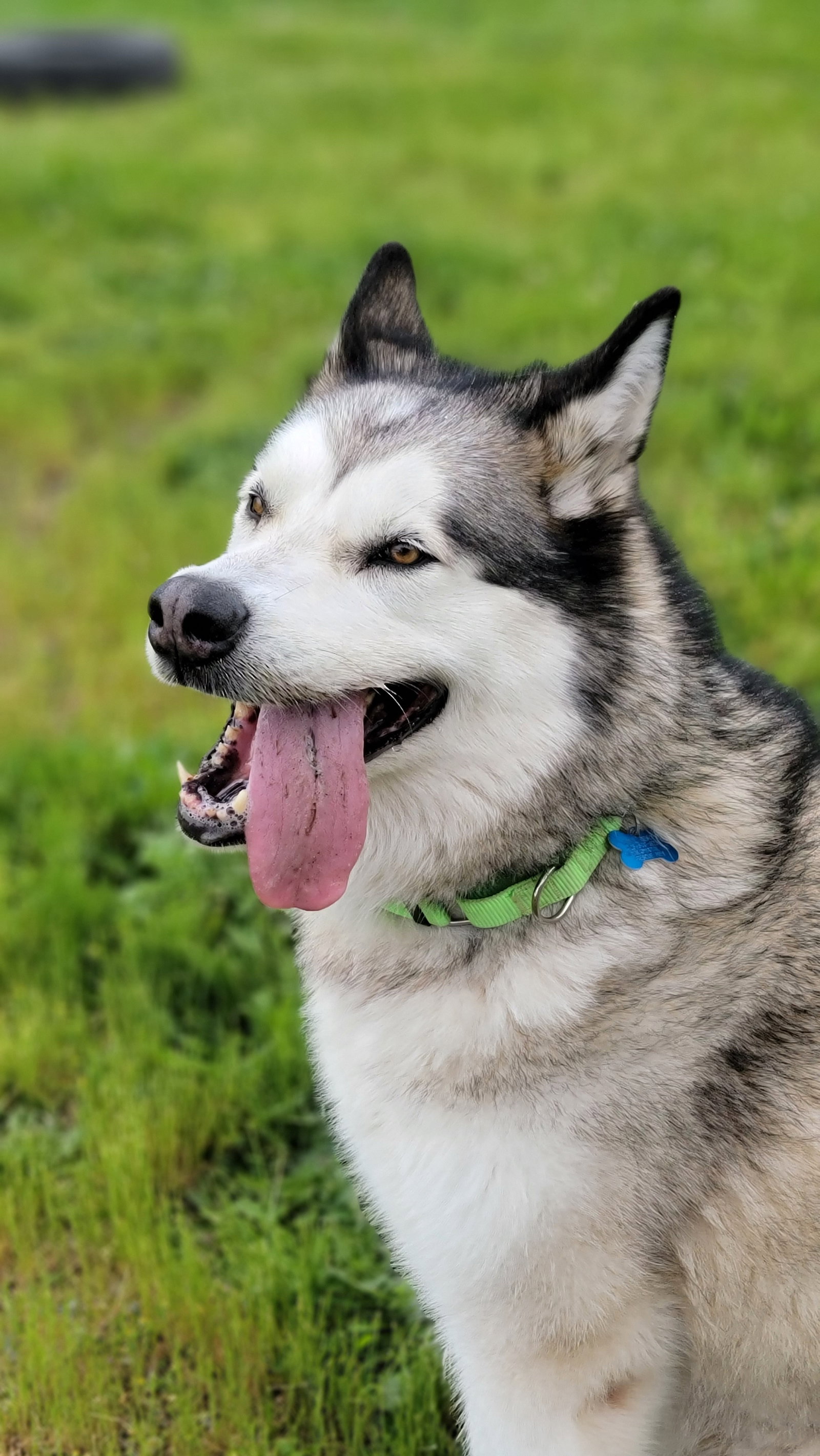 dog-image