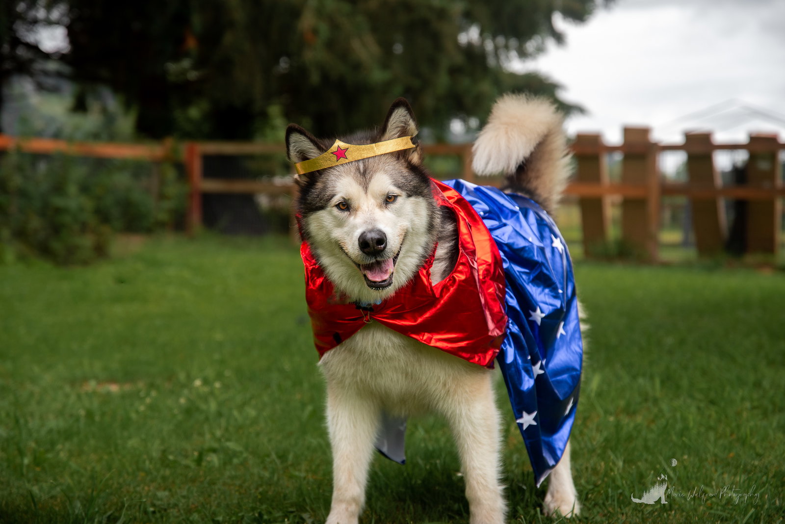 dog-image