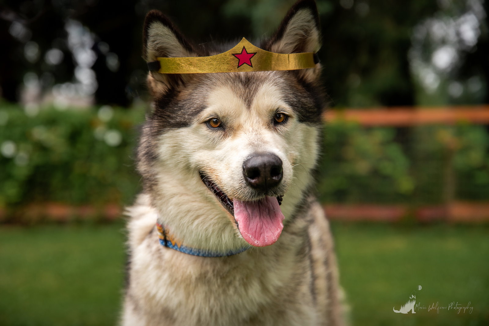 dog-image