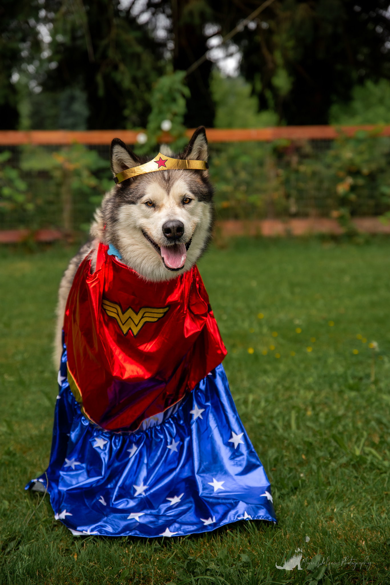 dog-image