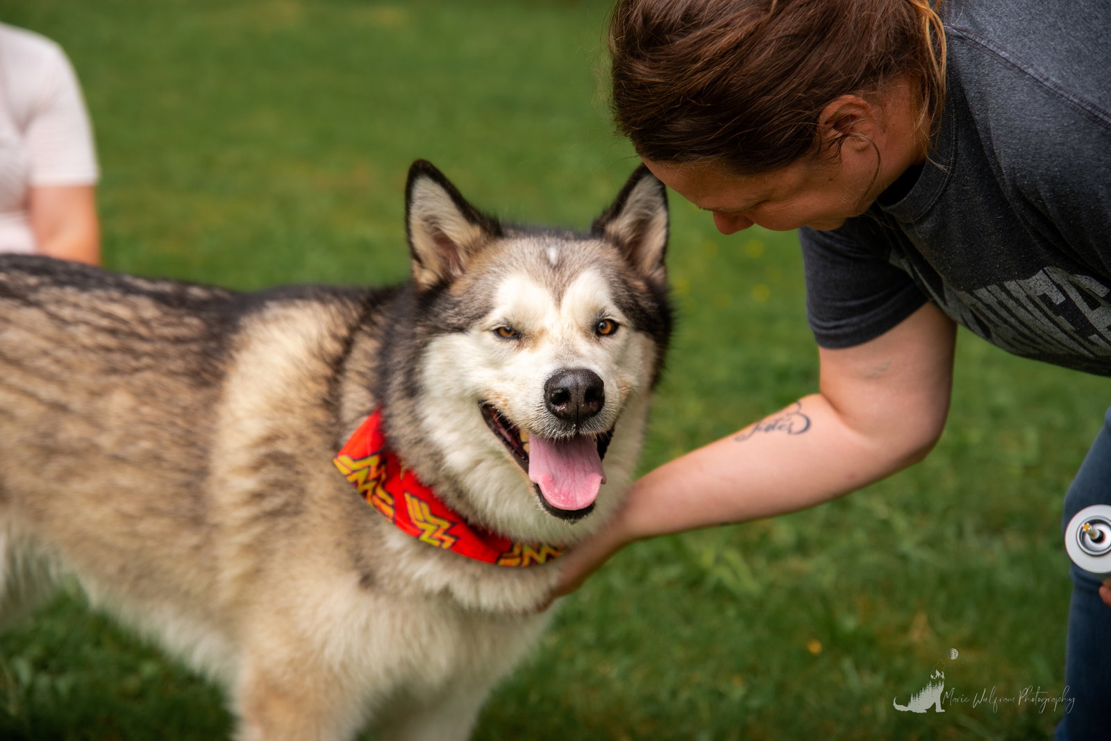 dog-image