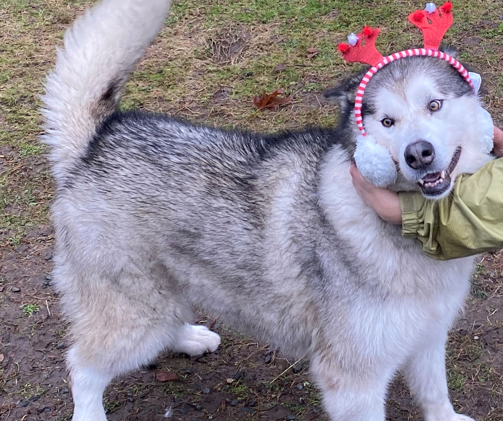 dog-image