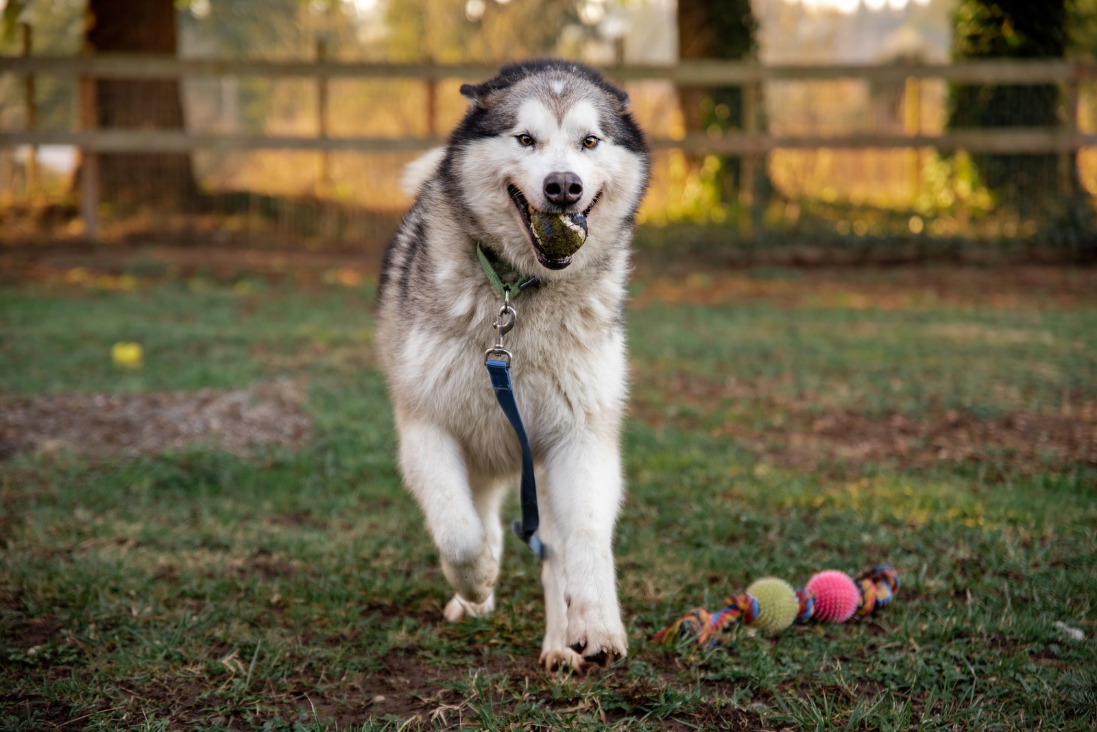 dog-image