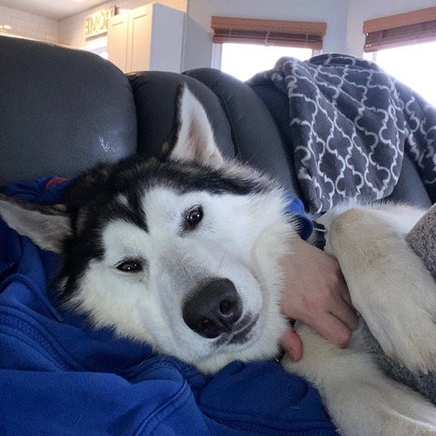 dog-image