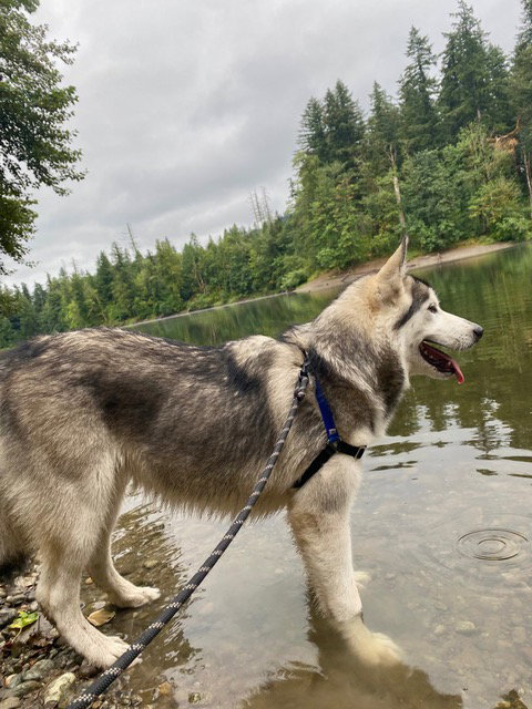 dog-image