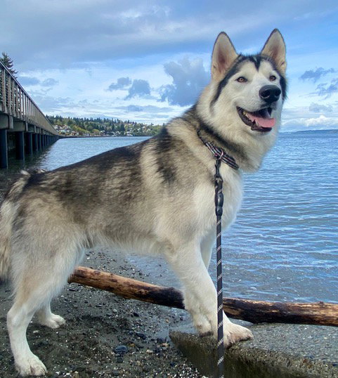 dog-image