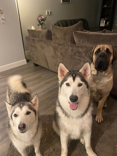 dog-image