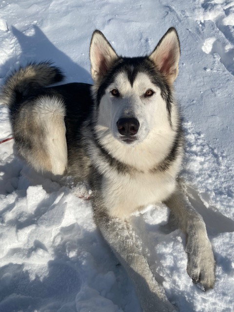 dog-image