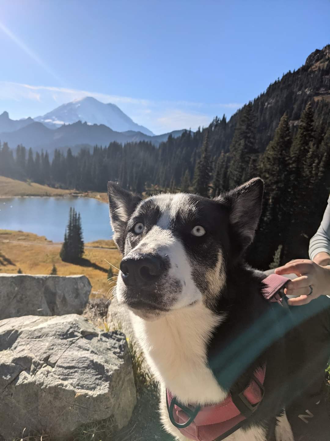 adoptable Dog in Seattle, WA named FOXTROT 