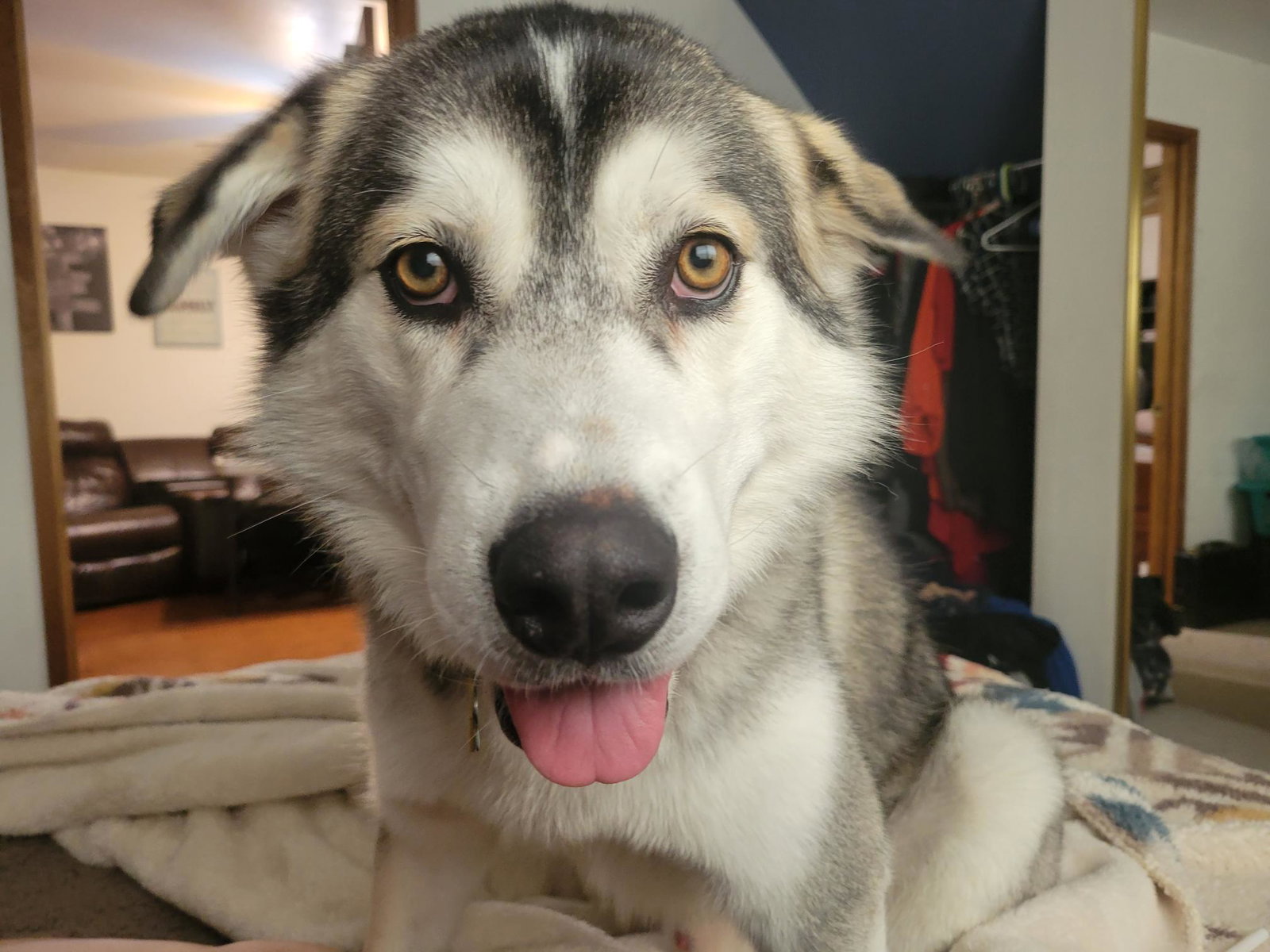 dog-image